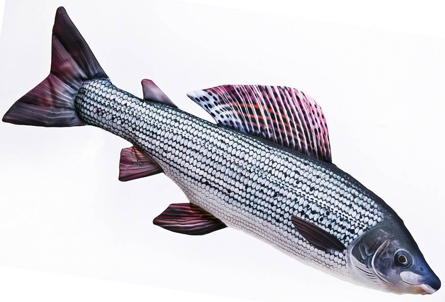 Gaby Grayling 65cm - Myke fisker - 5905279175426 - 1