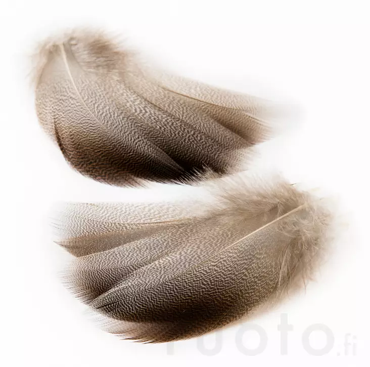 Veniard Mallard Bronze Shoulder - Klassiske fjær - 5056304602506 - 2