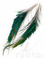 FTS Strung Peacock Herl - Øvrige fjær - 5056304603862 - 3