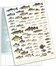 Sakke Yrjölä A4 card poster Fish of Finland (white background) - Trykksaker - 6430048500387 - 2