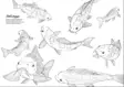 Finlands Fiskar - Målarbok II Fish Coloring Book - Trykksaker - 6430048501537 - 3