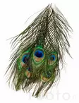 Veniard Peacock Eye Tops - Øvrige fjær - 053526042017 - 2