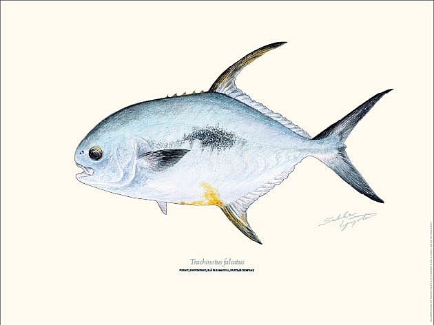 Sakke Yrjölä 30x40cm -juliste Permit - Trykksaker - 6430048501117 - 1