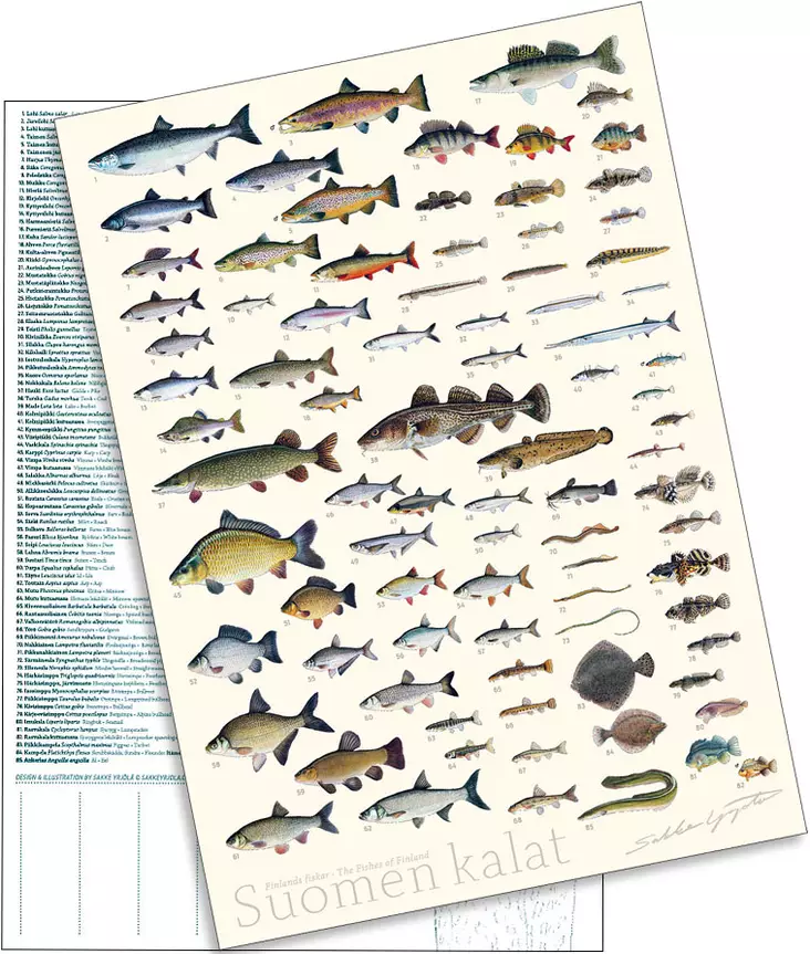 Sakke Yrjölä A4 card poster Fish of Finland (white background) - Trykksaker - 6430048500387 - 2