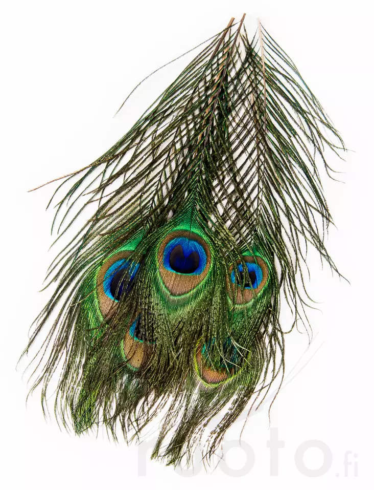 Veniard Peacock Eye Tops - Øvrige fjær - 053526042017 - 2