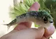 Fish Skull Articulated Fish-Spine Starte - Andre bindingstilbehør - 67054116408 - 2