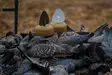 MOJO Dove a Flicker (4-pack) - Lokkende bilder / -diagram - 0816740003818 - 6