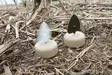 MOJO Dove a Flicker (4-pack) - Lokkende bilder / -diagram - 0816740003818 - 2
