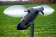 MOJO Pigeon - Lokkende bilder / -diagram - 816740002828 - 3