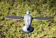 MOJO Pigeon - Lokkende bilder / -diagram - 816740002828 - 4