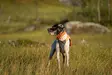 Non-stop Dogwear Protector Vest 2.0 Orange - Hundejakker og -vester - 7071652045568 - 6