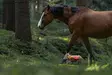 Non-stop Dogwear Protector Vest 2.0 Orange - Hundejakker og -vester - 7071652045568 - 5