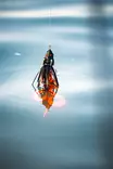 Savage Gear Mutant Rat 24cm 68g - Gjeddeshad over 100 g - 11920261018 - 7