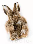 Veniard Hares Mask - Kroppshår - 053526085888 - 1