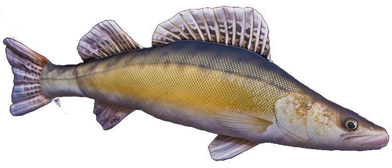 Gaby Kuha Pehmokala - Myke fisker - 5905279175068 - 1