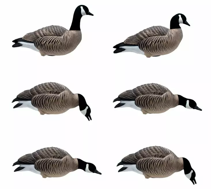 Final Approach Last Pass Lesser Canada Goose Full Body 6pcs - Lokkende bilder / -diagram - 728614284288 - 1