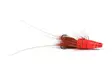 Red Frances Copper Tube 1/2" - Rørfluer - 7033840121379 - 1
