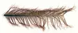 Veniard Cock Pheasant Knotted Tail - Øvrige fjær - 40450300039 - 1