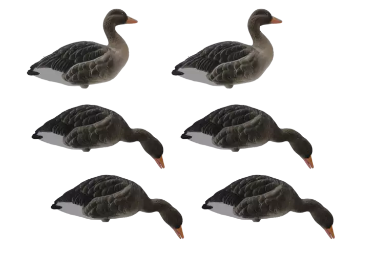 Final Approach Fullbody Flocked Greylag 6pcs - Lokkende bilder / -diagram - 728614298629 - 1