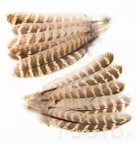 Hen Pheasant Wing Quills - Øvrige fjær - 5056304604593 - 1