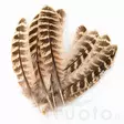 Hen Pheasant Wing Quills - Øvrige fjær - 5056304604593 - 3
