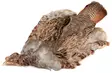 English Partridge Complete Skin - Hud, vinger og hode - 5056304603442 - 1