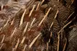 English Partridge Complete Skin - Hud, vinger og hode - 5056304603442 - 3