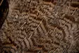 English Partridge Complete Skin - Hud, vinger og hode - 5056304603442 - 4