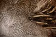 English Partridge Complete Skin - Hud, vinger og hode - 5056304603442 - 2