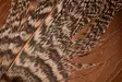 English Partridge Complete Skin - Hud, vinger og hode - 5056304603442 - 5