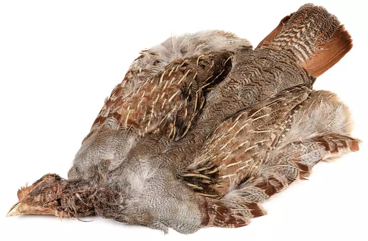 English Partridge Complete Skin - Hud, vinger og hode - 5056304603442 - 1