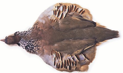 French Partridge Complete Skin - Hud, vinger og hode - 5056304603596 - 1